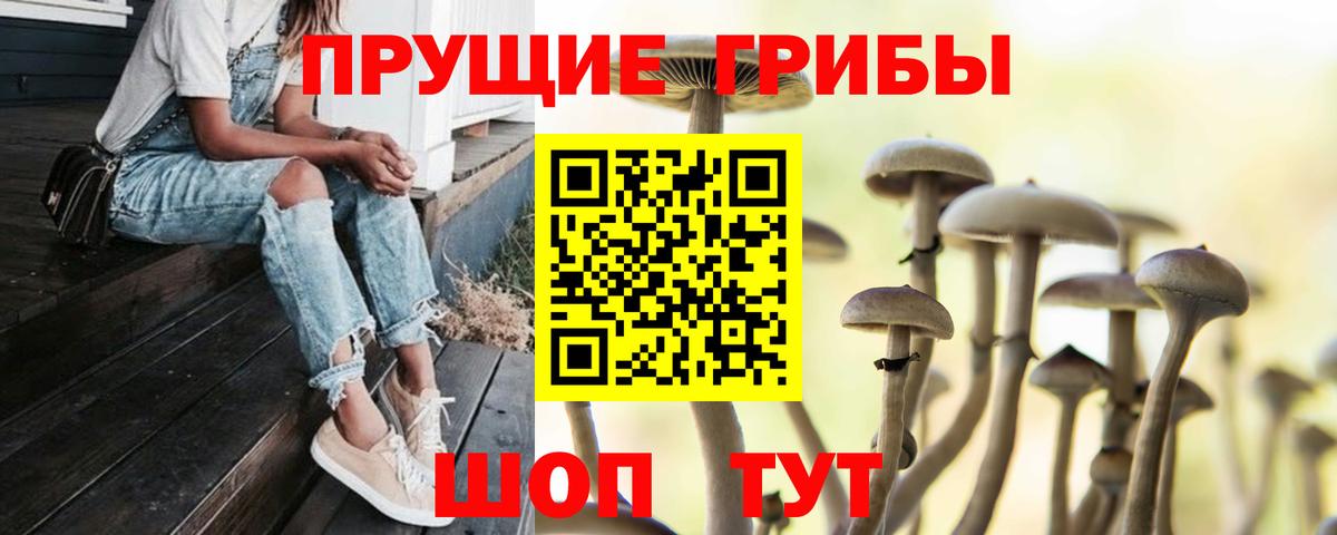 Советск  Псилоцибиновые грибы мицелий  Вход с VPN  Псилоцибиновые грибы мухоморы 